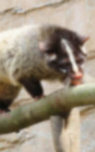 千葉県害虫害獣駆除｜コミットプラン