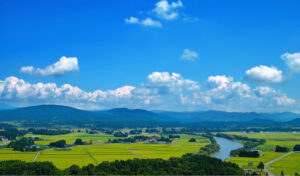 千葉県害虫害獣駆除｜コミットプラン